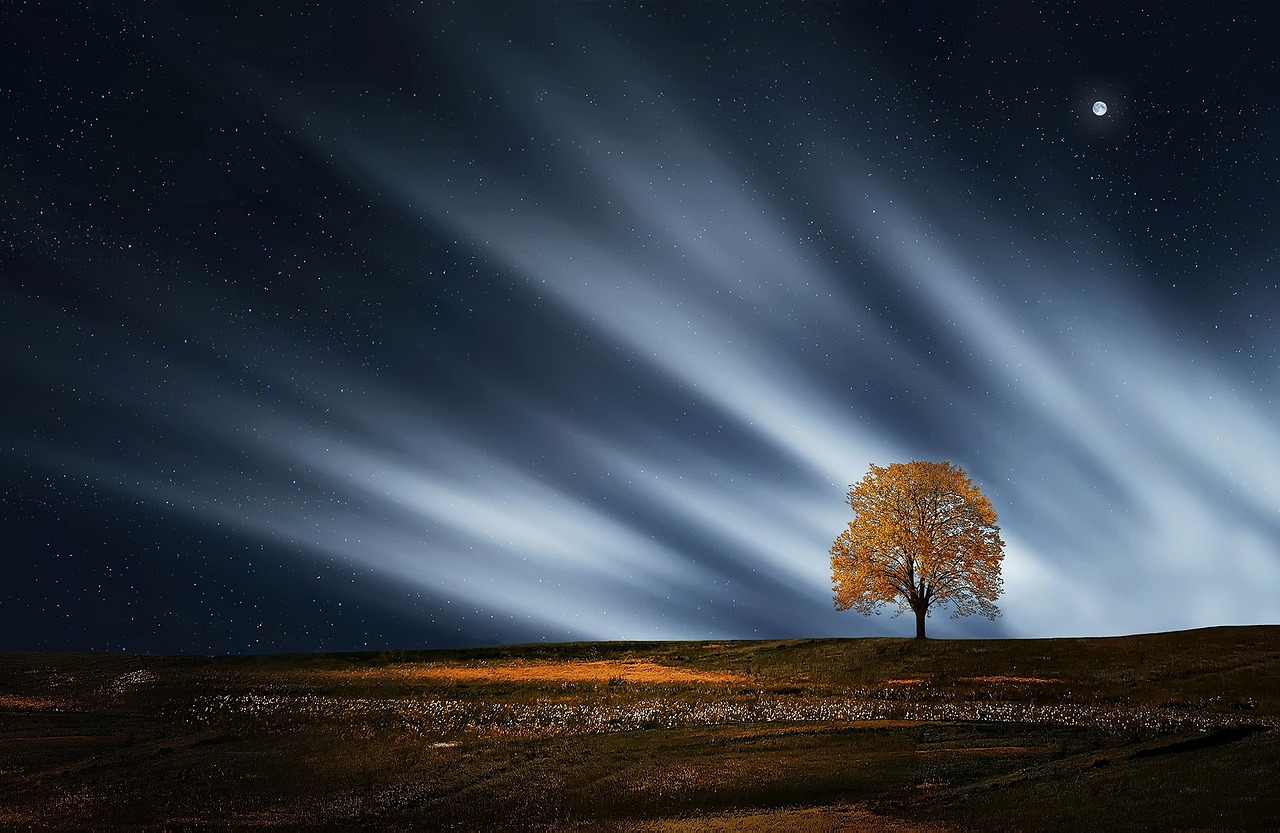 Tree Natur Nightsky wallpaper