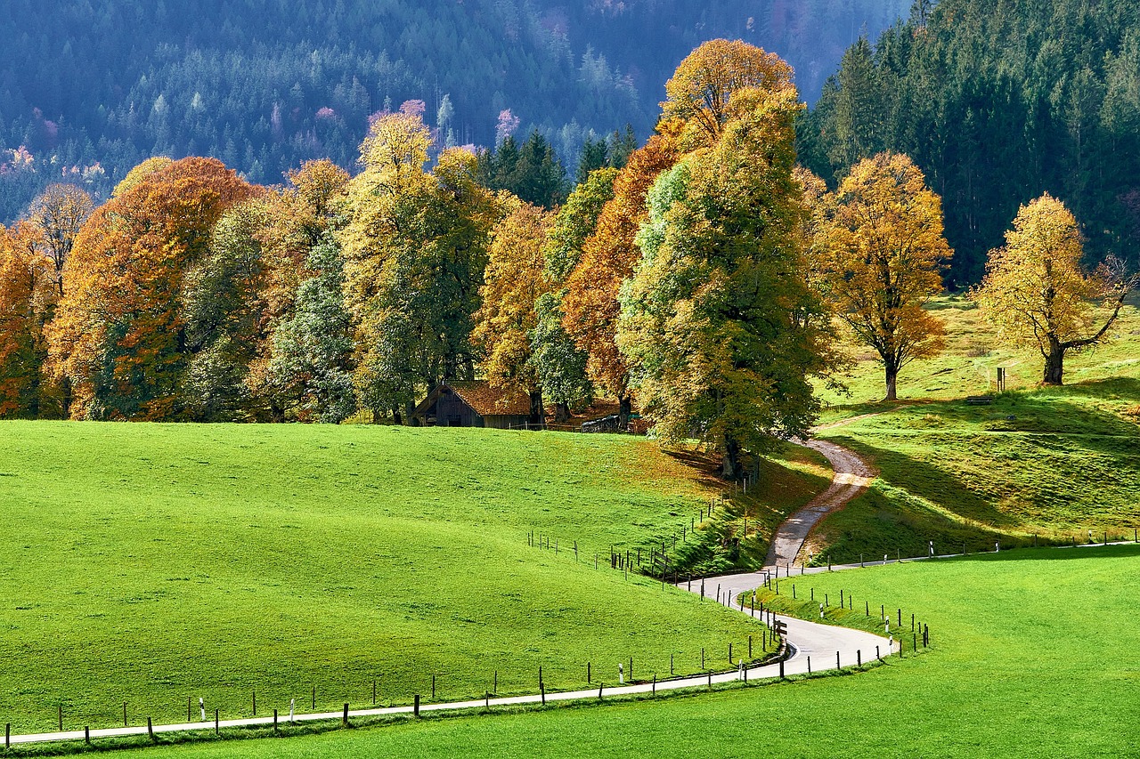 Fall Trees Autumn wallpaper