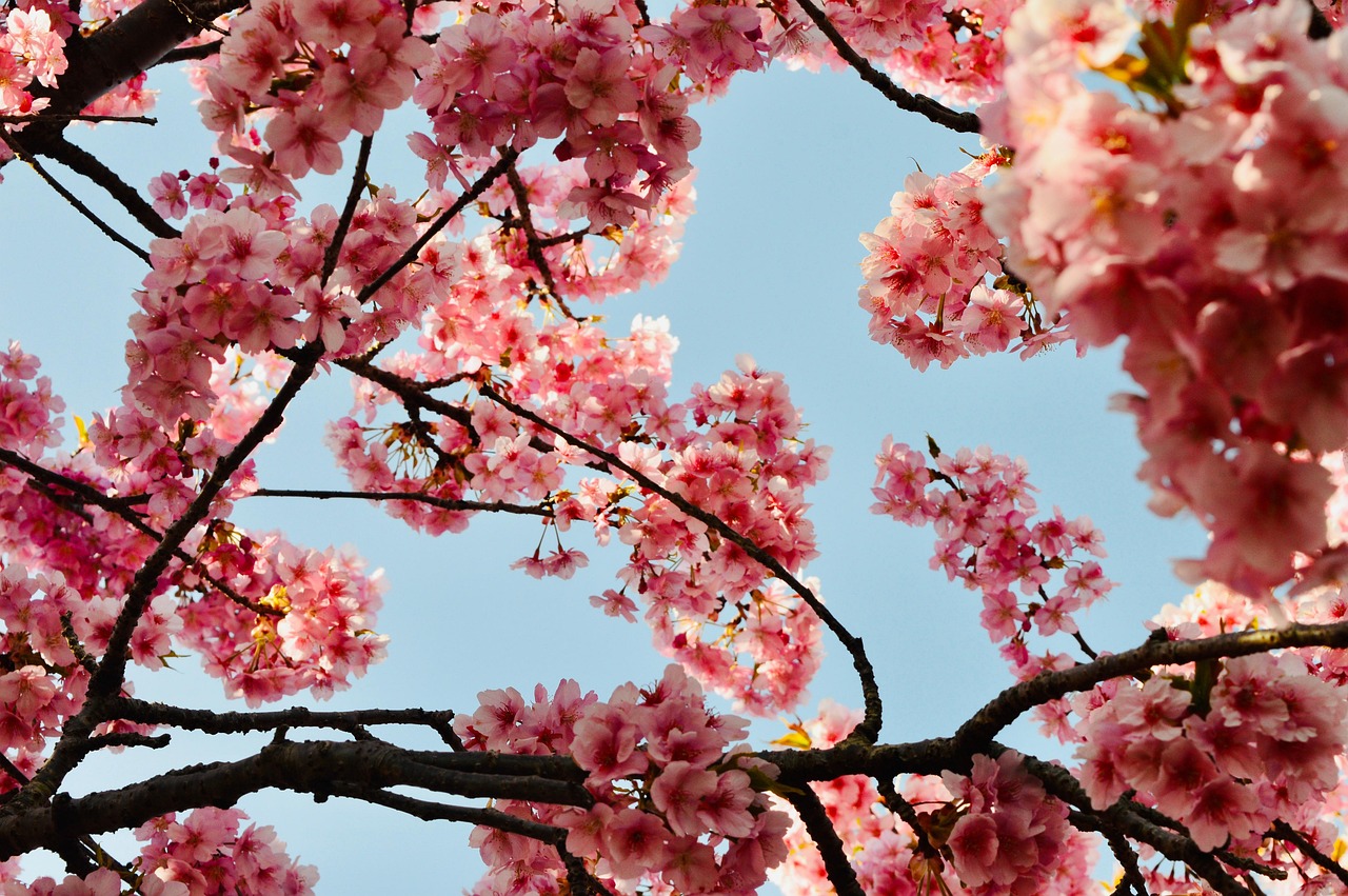 Flowers Cherry Blossom Nature wallpaper
