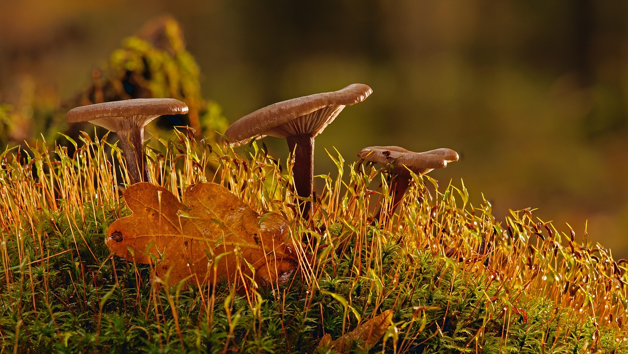 Mushroom Moss Forest wallpaper