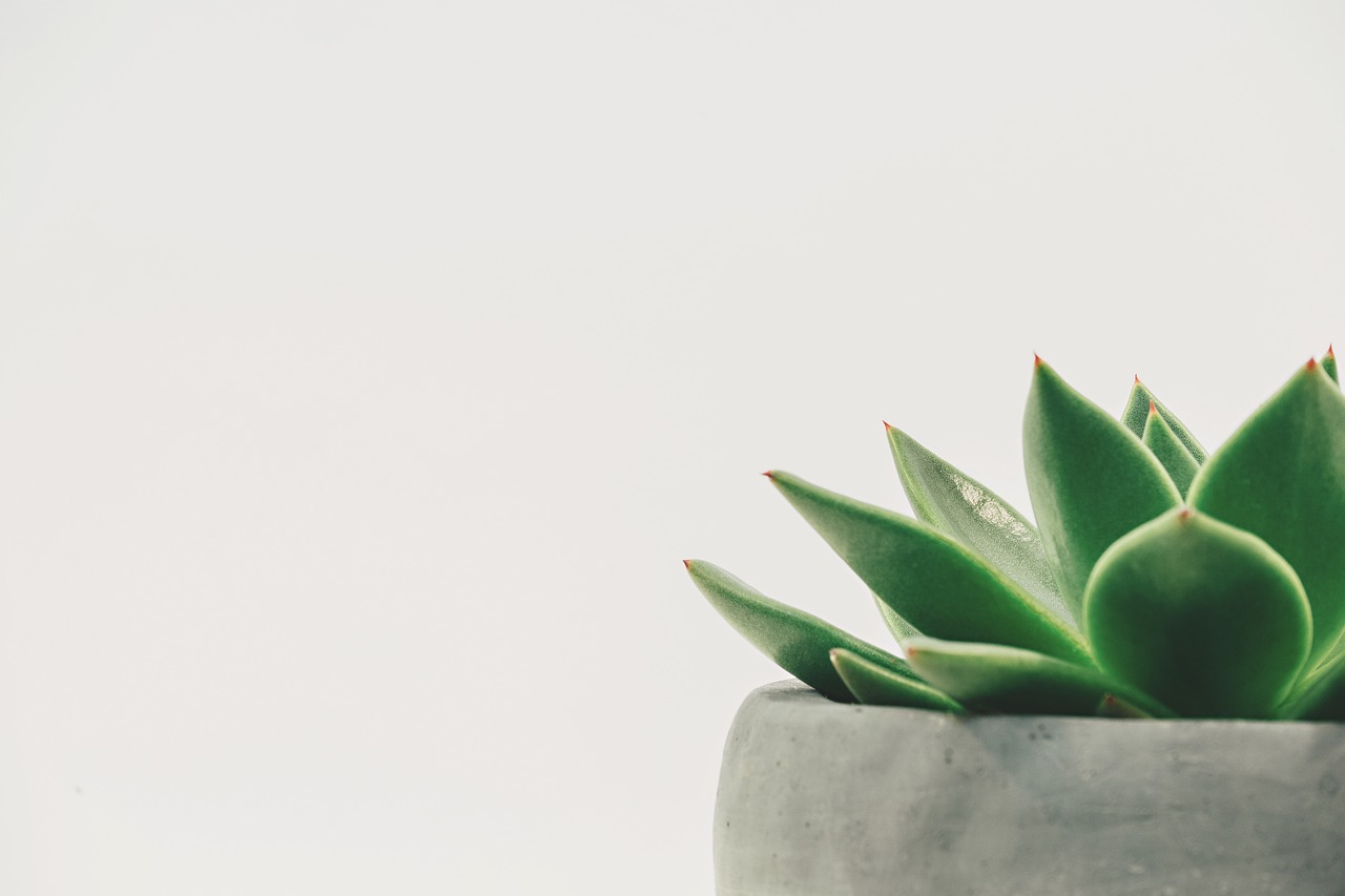 Plant Succulent Potted wallpaper