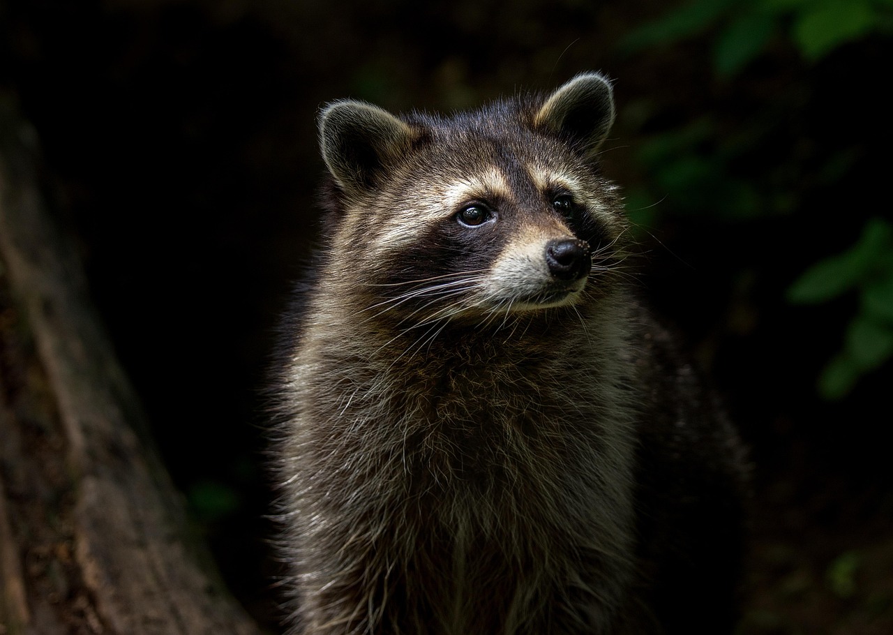 Raccoon Animal Nature wallpaper