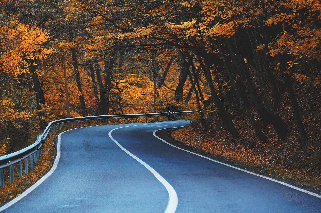 Road Curve Trees wallpaper