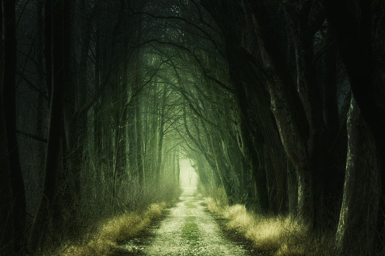 Secret Forest Darkness wallpaper