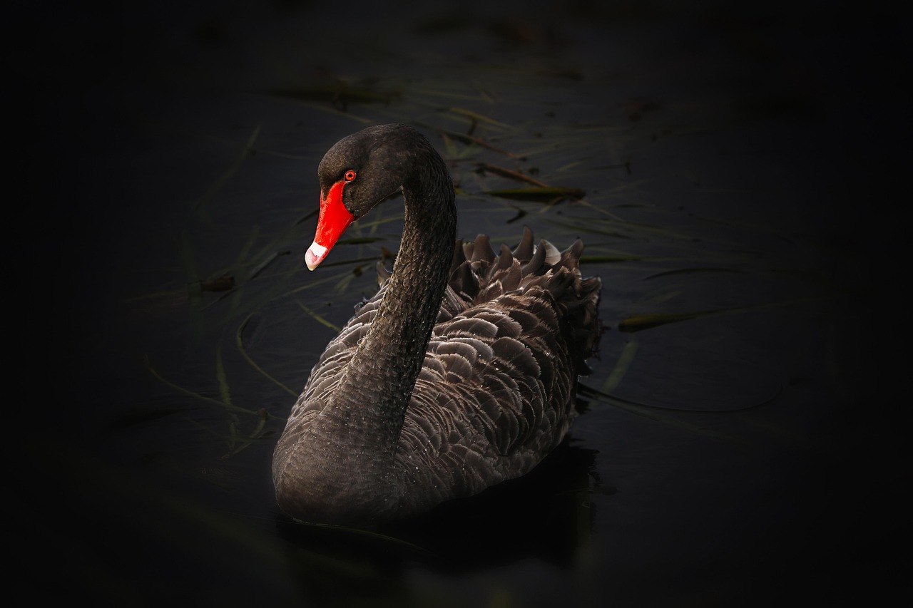 Swan Bird Waterfowl wallpaper