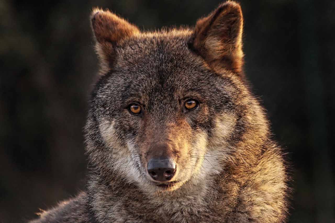 Wolf Wild Canids Carnivorous Mammal wallpaper