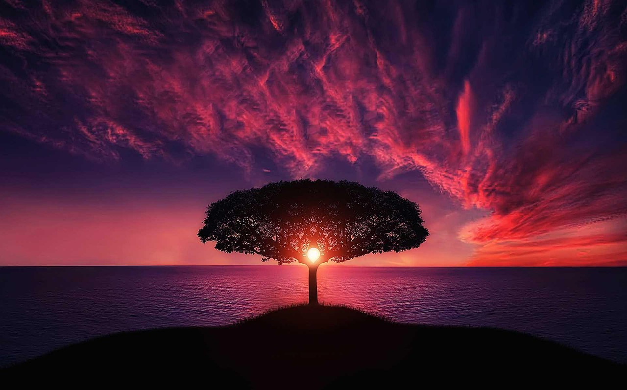 New Year Background Tree Sunset wallpaper