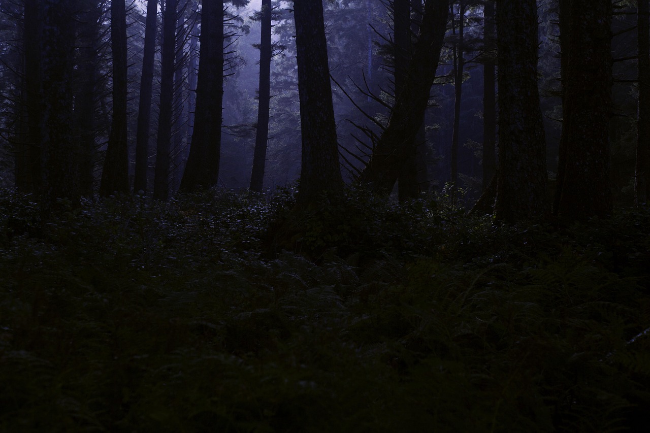 Forest Wilderness Night wallpaper
