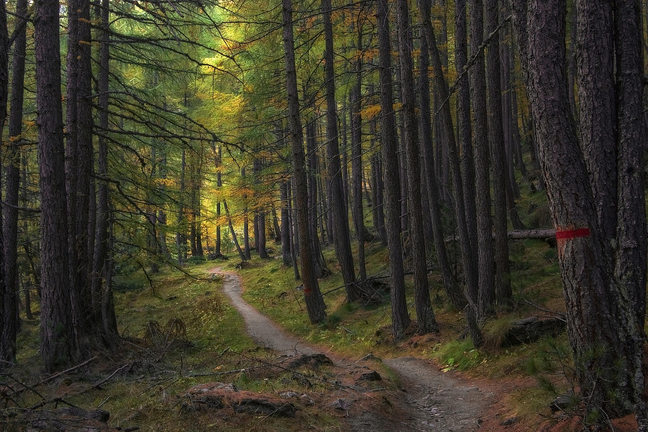 Trail Trees Forest wallpaper