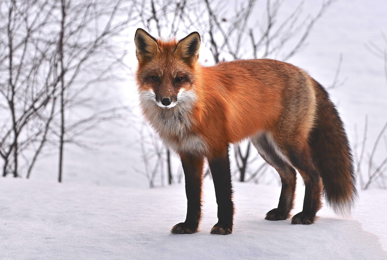 Fox Nature Animals wallpaper