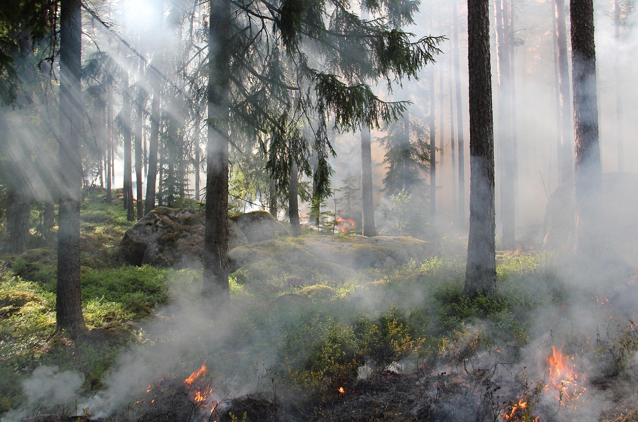 The Ugly Swamp Nature Reserve Burning wallpaper
