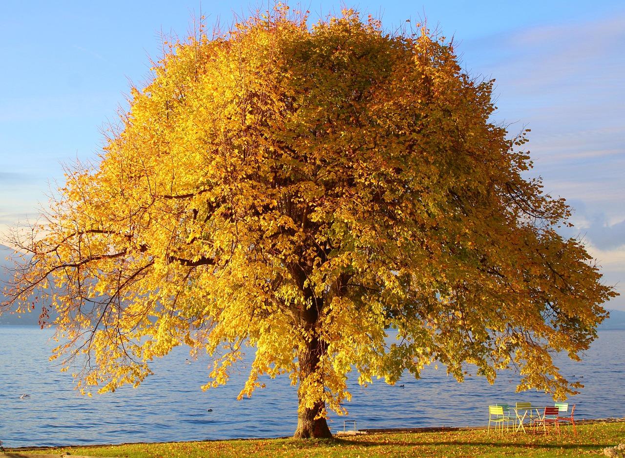 Tree Autumn Colors Nature Wallpaper wallpaper