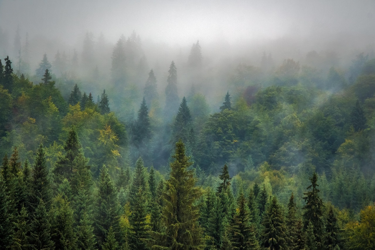 Trees Forest Fog wallpaper