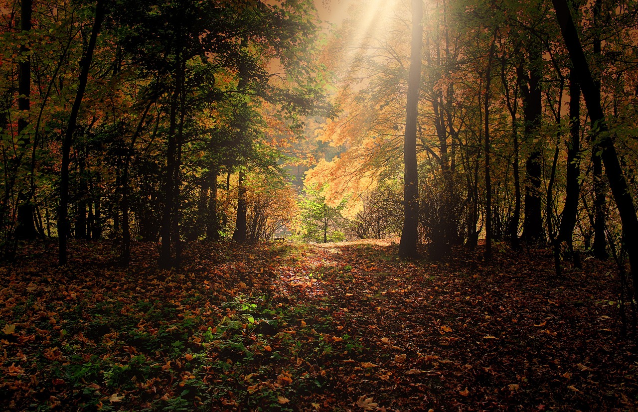 Autumn Sunbeams Forest wallpaper