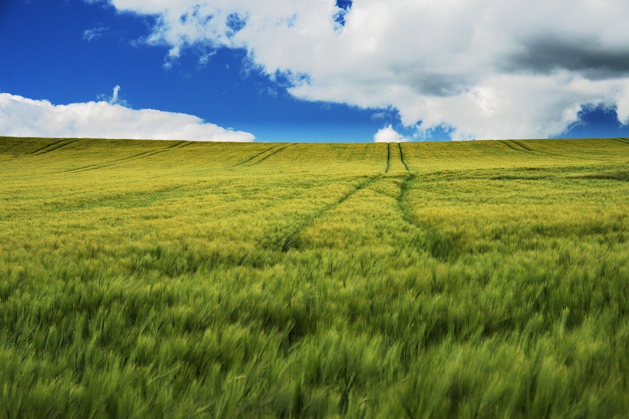 Grain Agriculture Field wallpaper