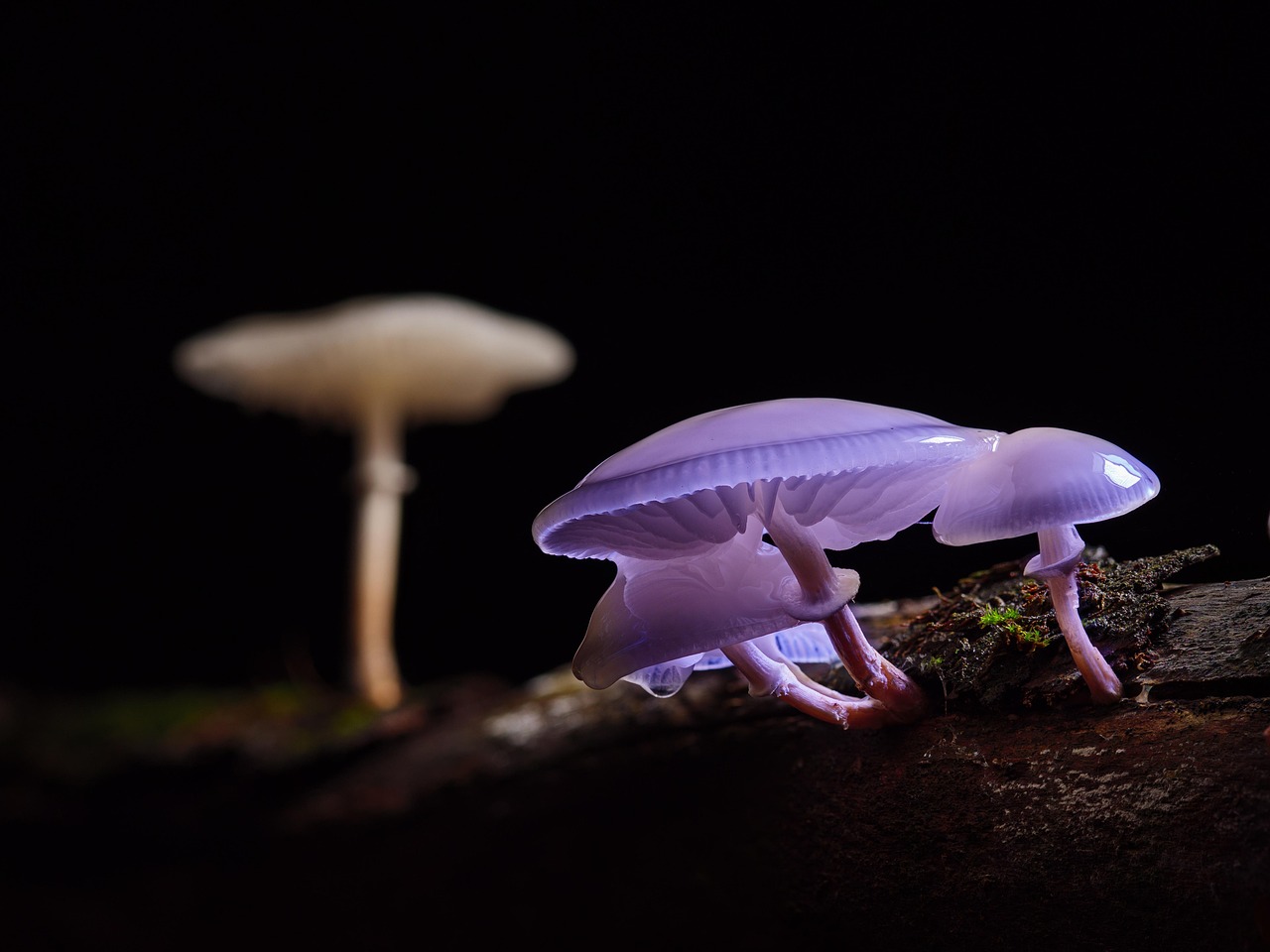 Mushroom Mushrooms Beech Slime Root wallpaper