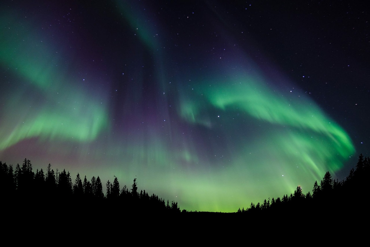 Nature Forest Night wallpaper