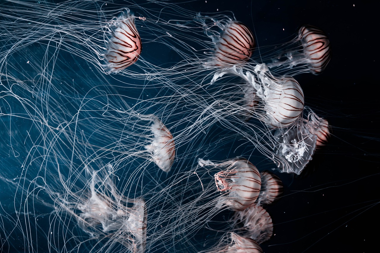 Jellyfish Aquatic Animal wallpaper
