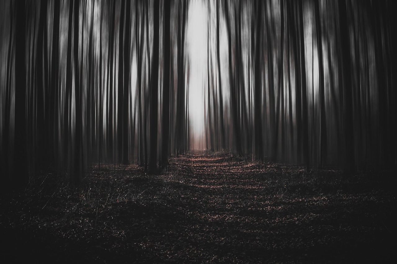 Forest Dark Magic wallpaper