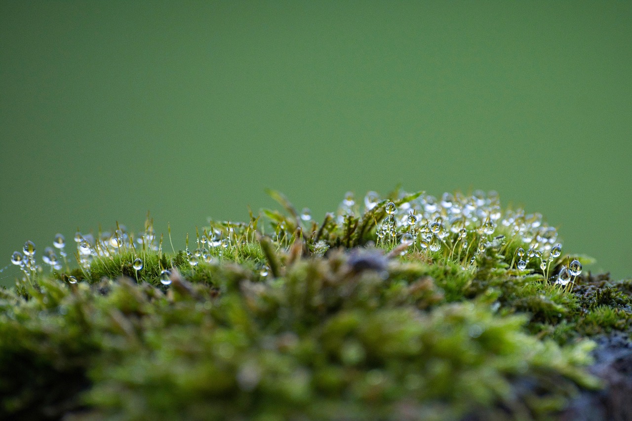 Moss Forest Forest Floor wallpaper