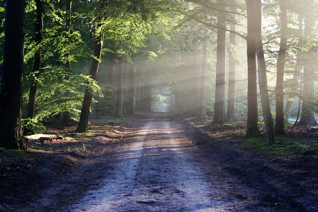 Avenue Trees Path wallpaper