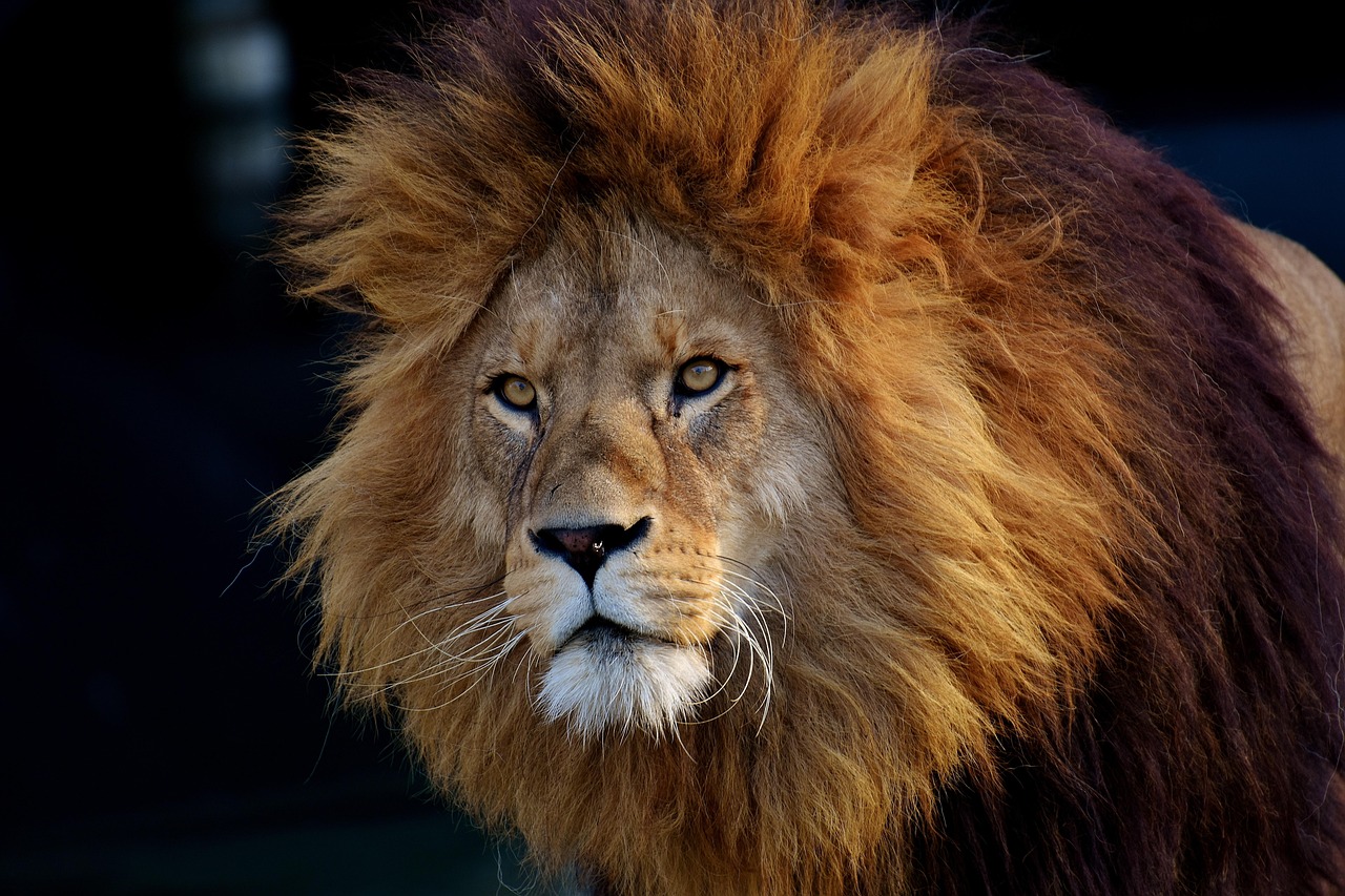Lion Animal Mane wallpaper