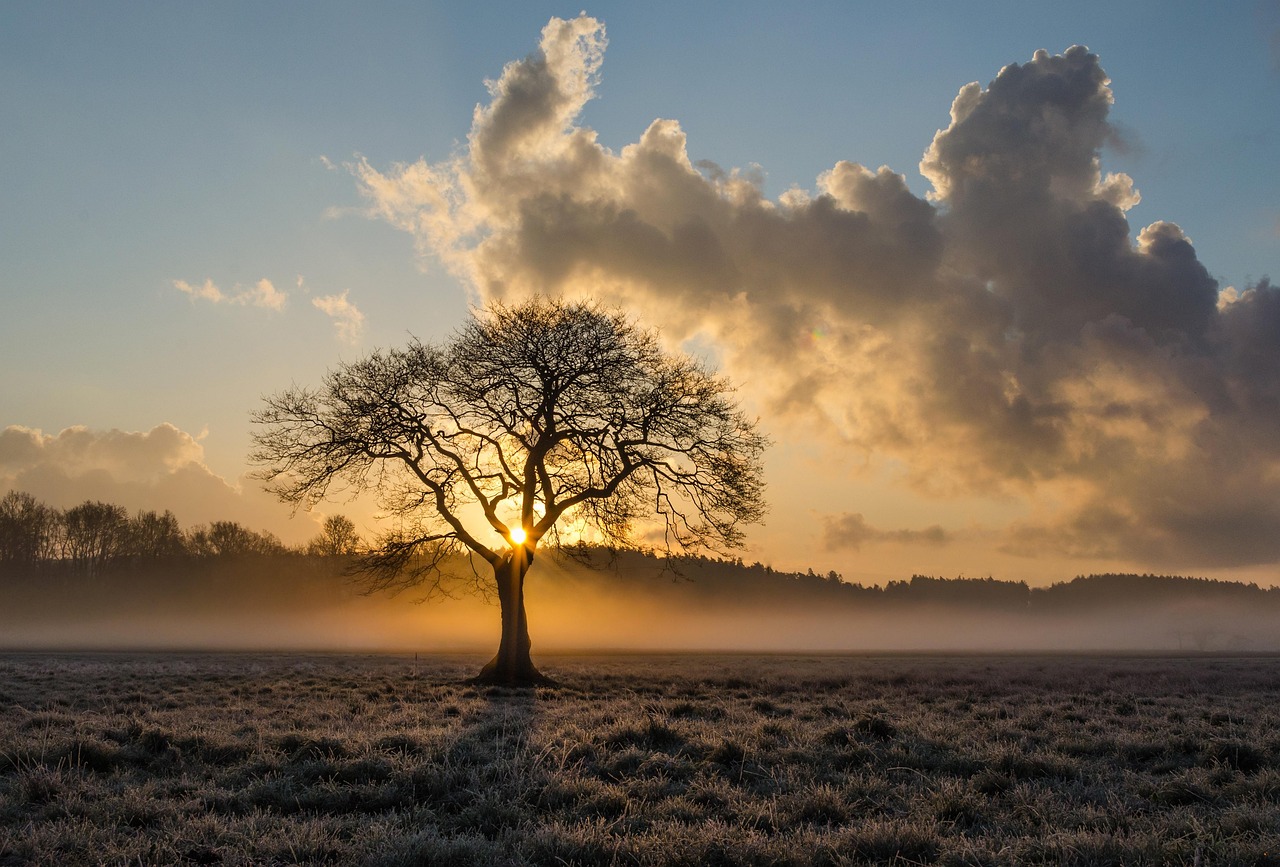Lone Tree Tree Oak wallpaper