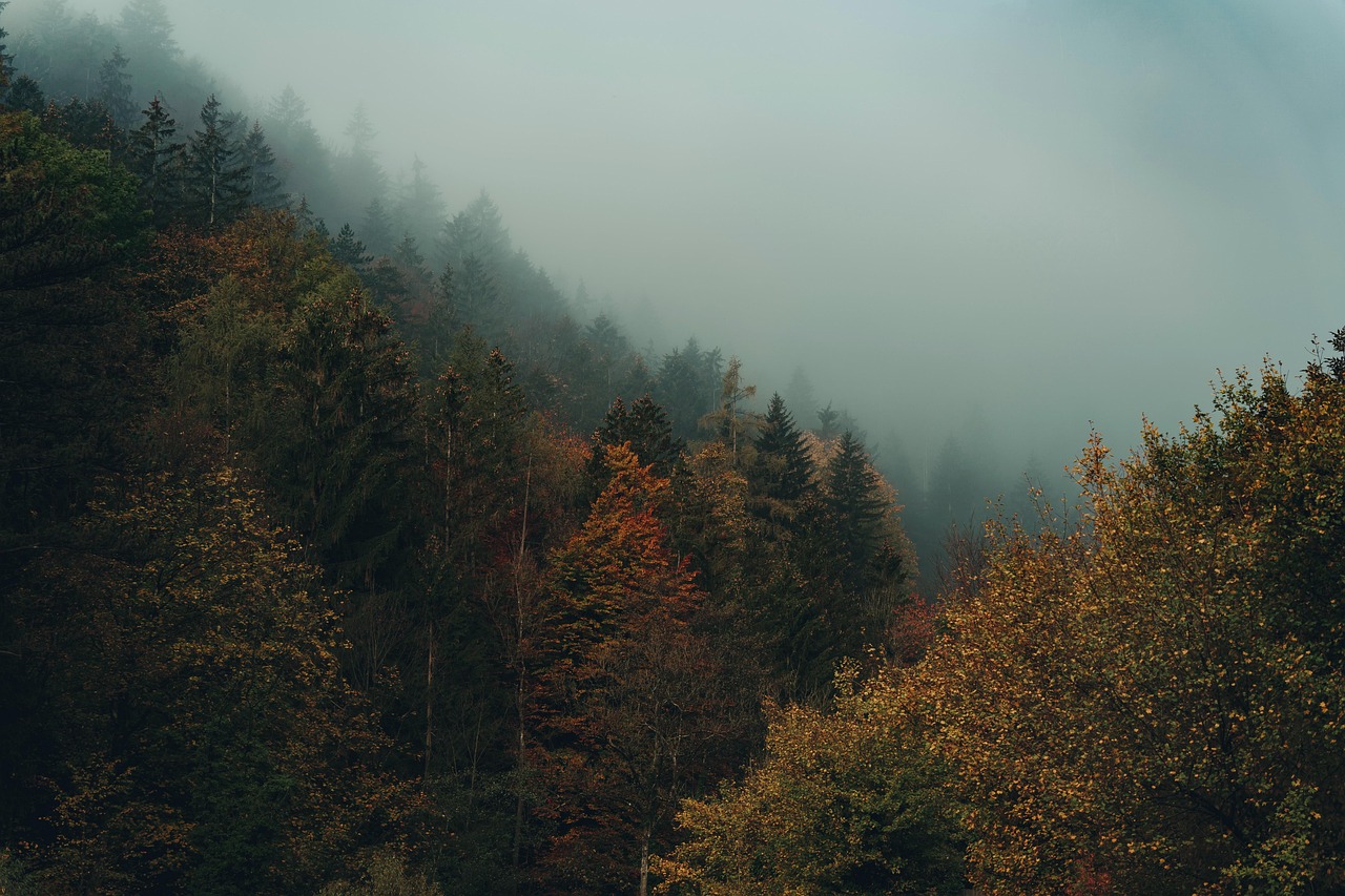 Fog Foggy Forest wallpaper