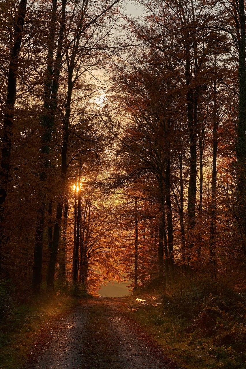 Forest Darkness Autumn wallpaper