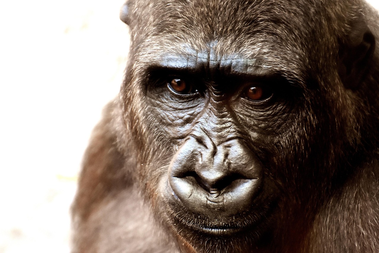 Gorilla Monkey Face wallpaper