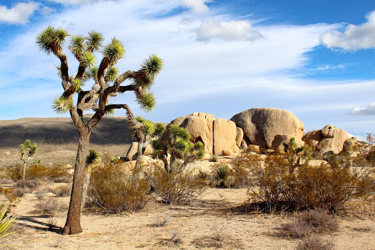 Joshua Tree National Park Mojave Desert Rocks wallpaper