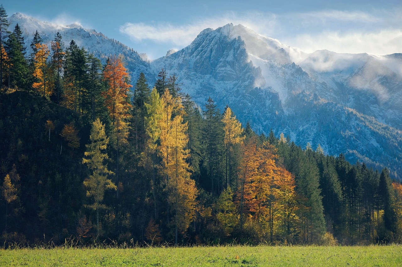 Mountains Forest Trees wallpaper