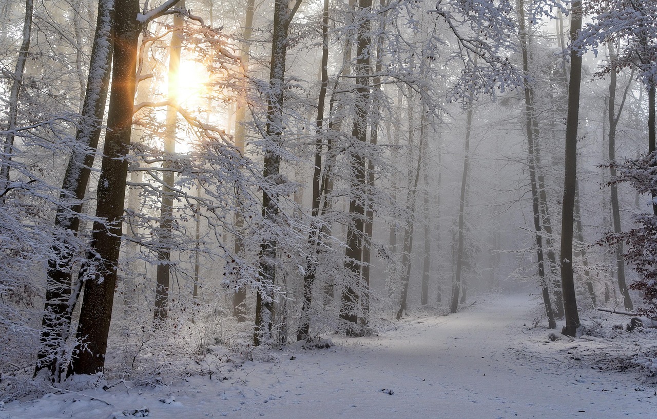 Snow Winter Forest wallpaper